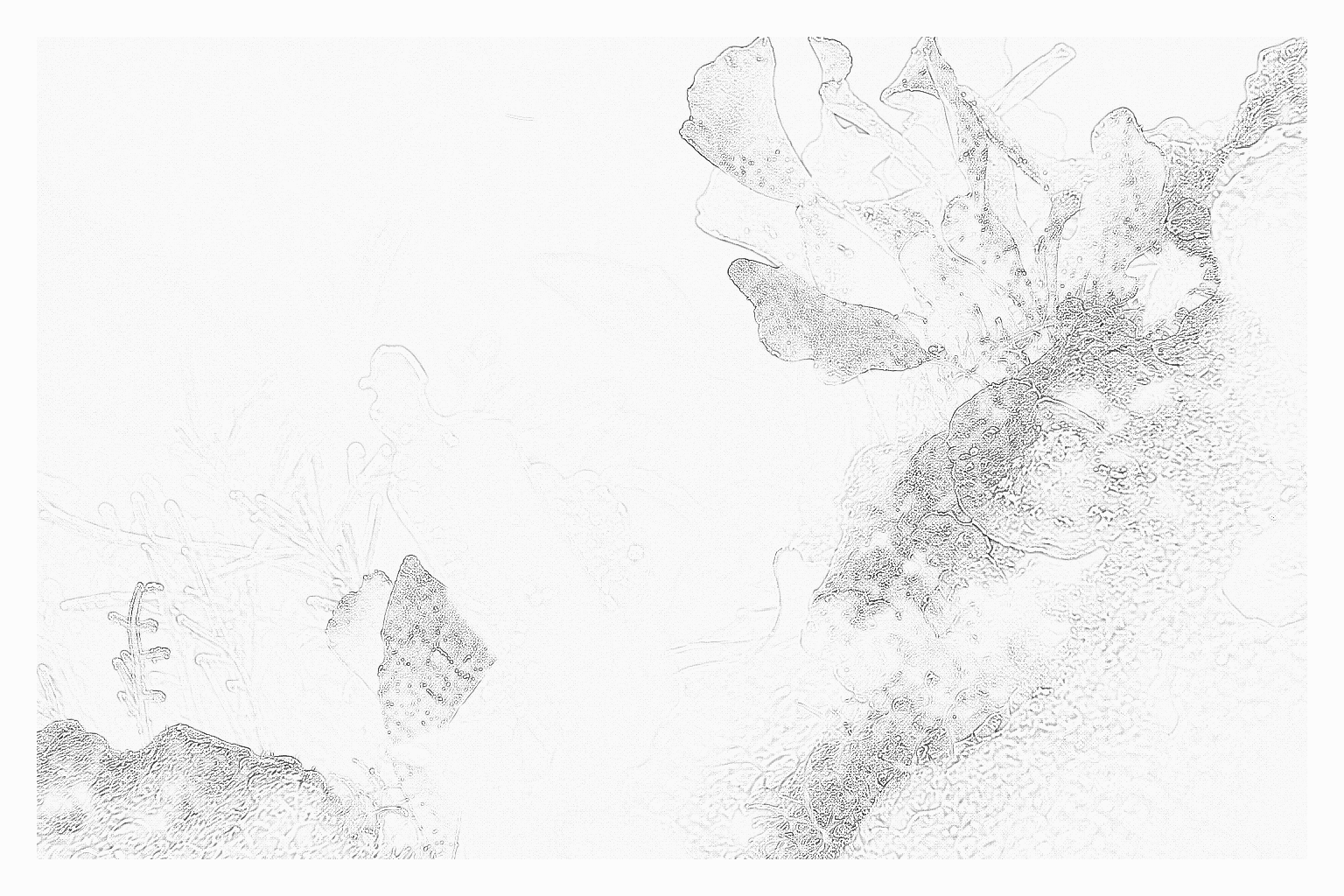 Reference image for Algae