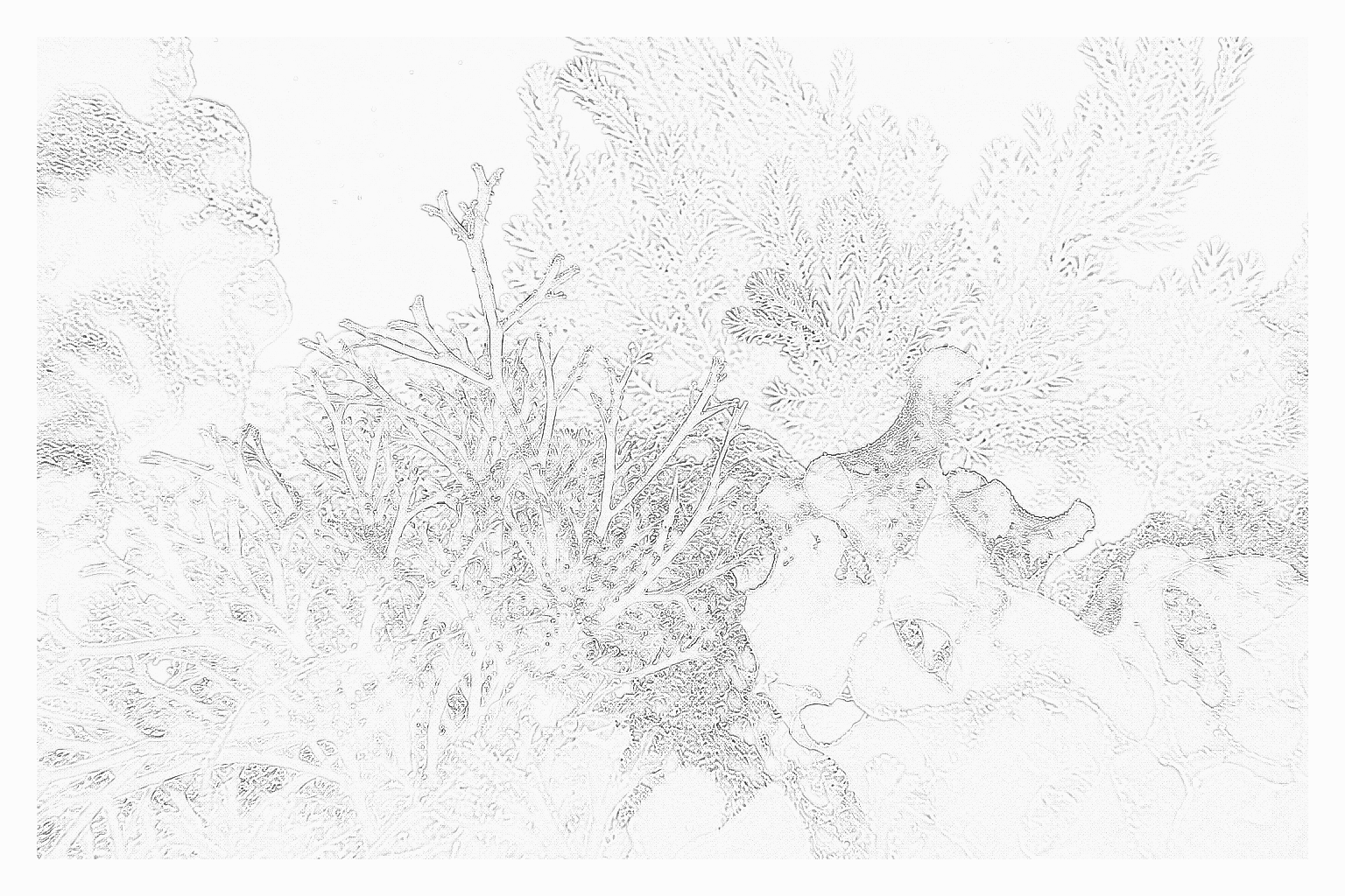 Reference image for Macroalgae