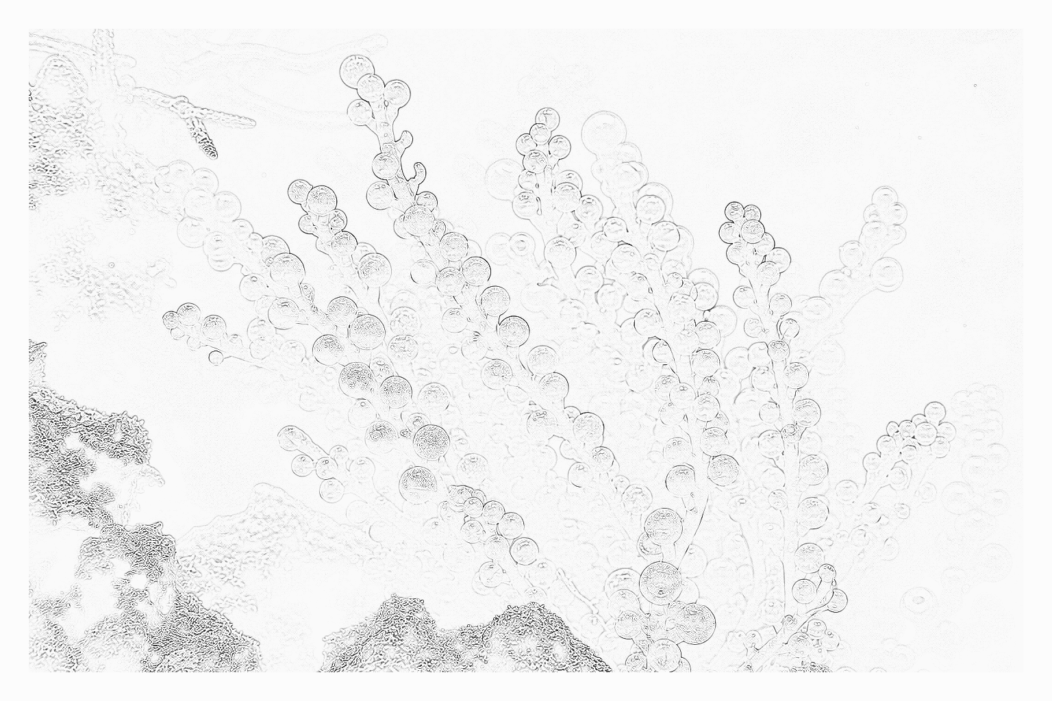 Reference image for Caulerpa