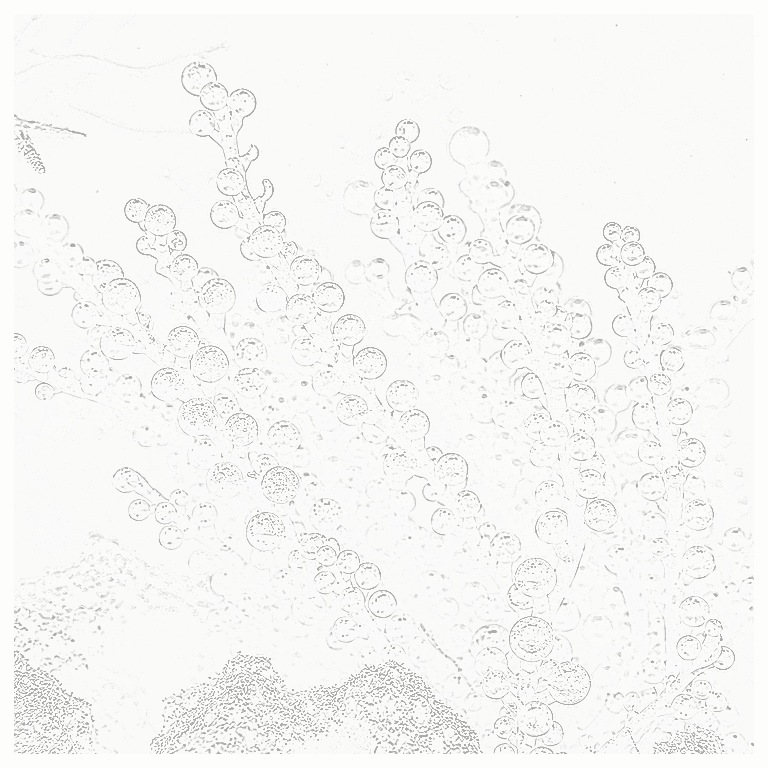 Reference image for Caulerpa