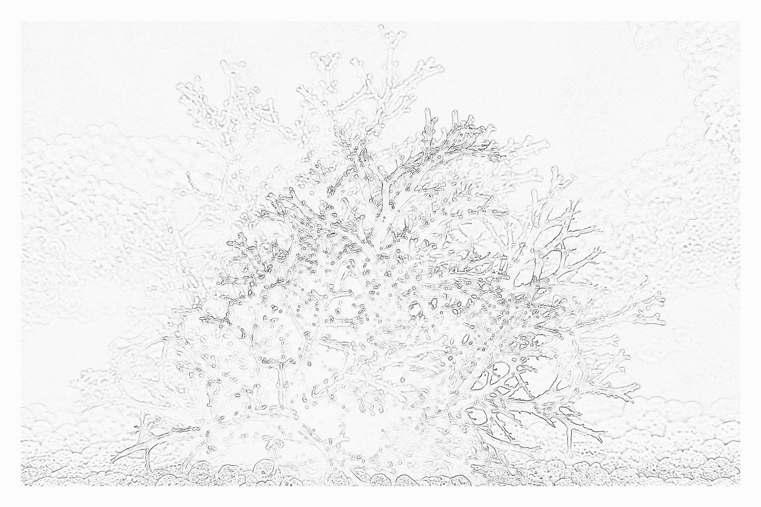 Reference image for Gracilaria