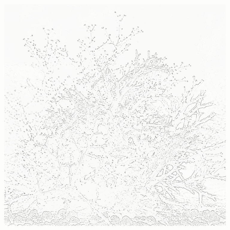 Reference image for Gracilaria