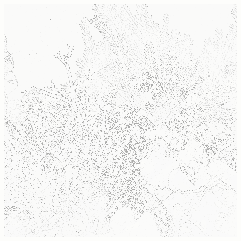 Reference image for Other Macroalgae