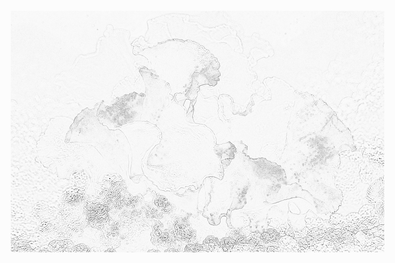 Reference image for Ulva
