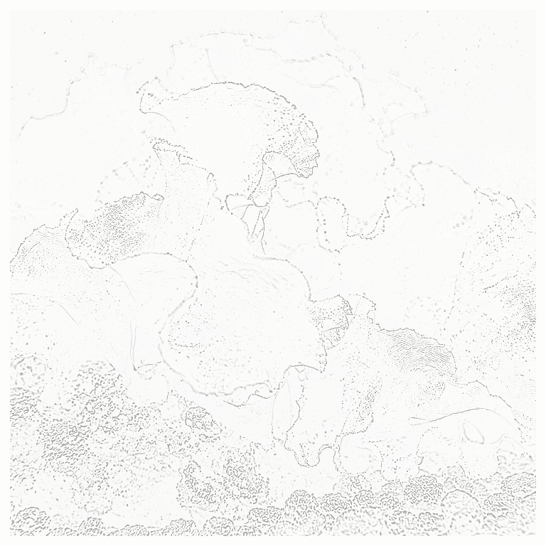Reference image for Ulva