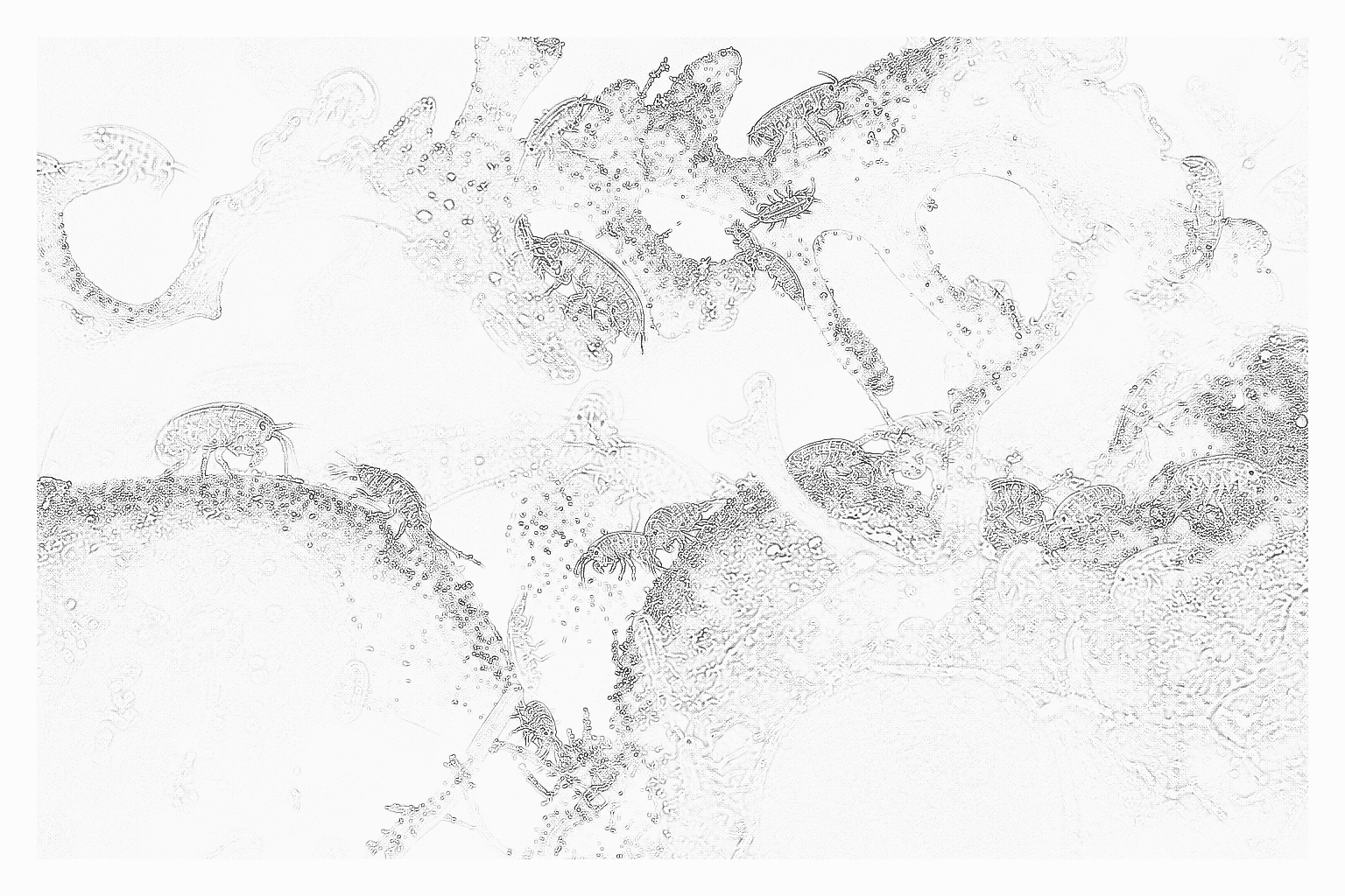 Reference image for Amphipods