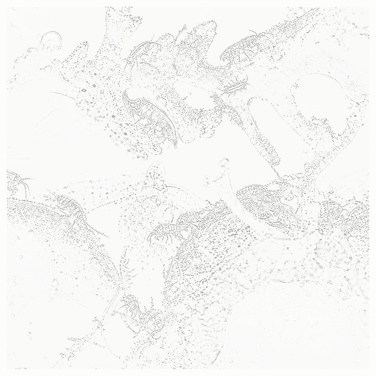 Reference image for Amphipods