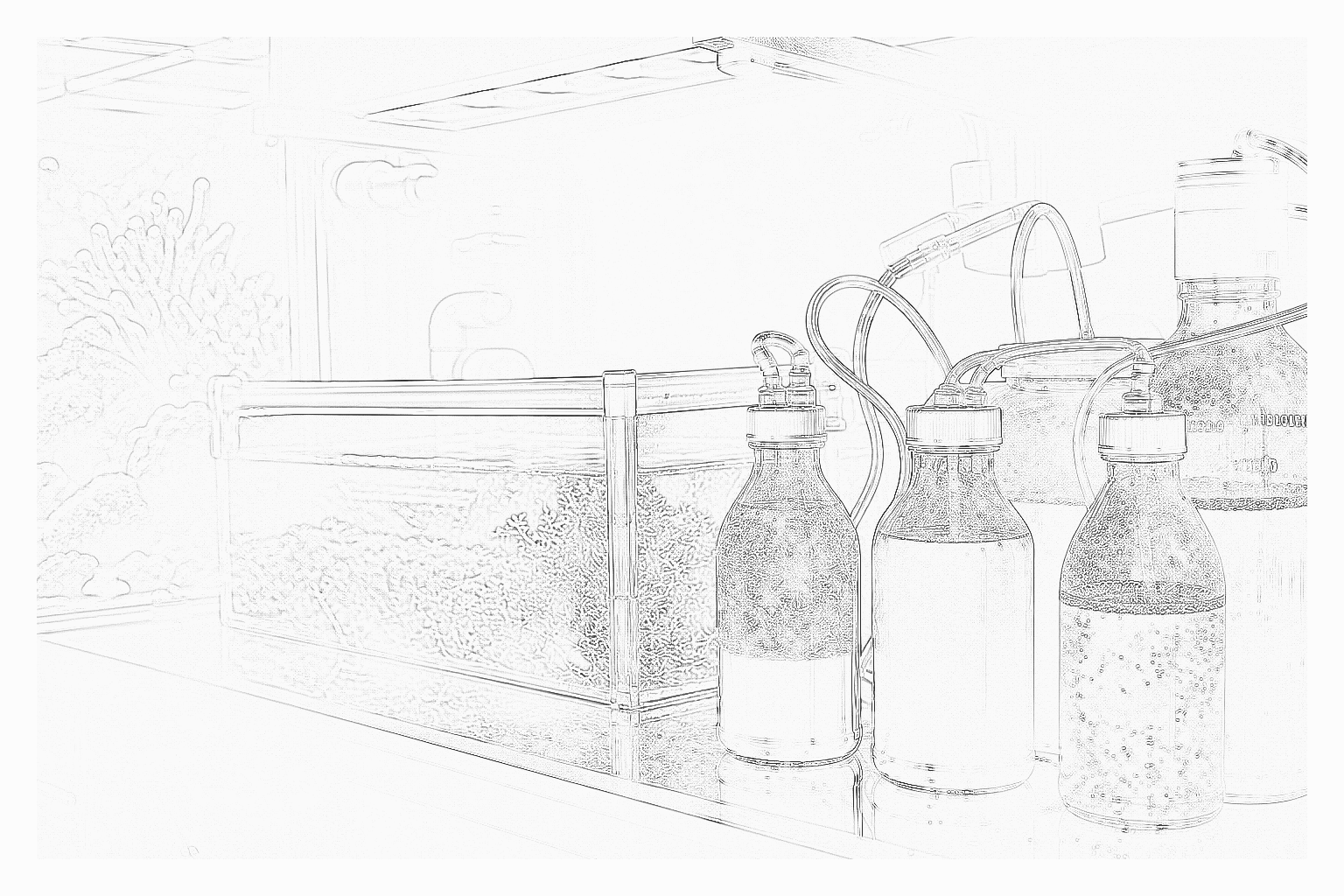 Reference image for Live Food Culturing