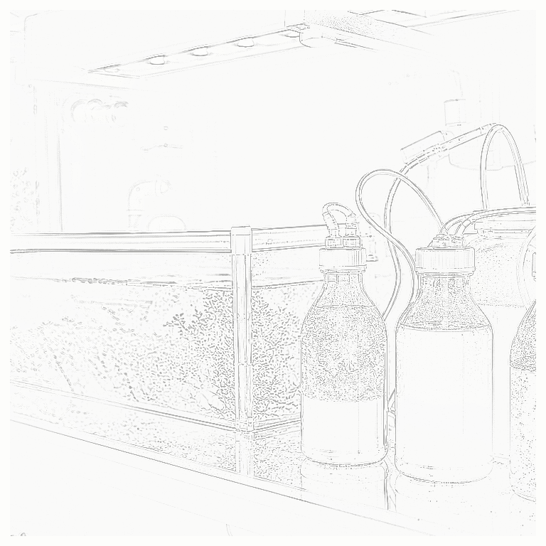 Reference image for Live Food Culturing