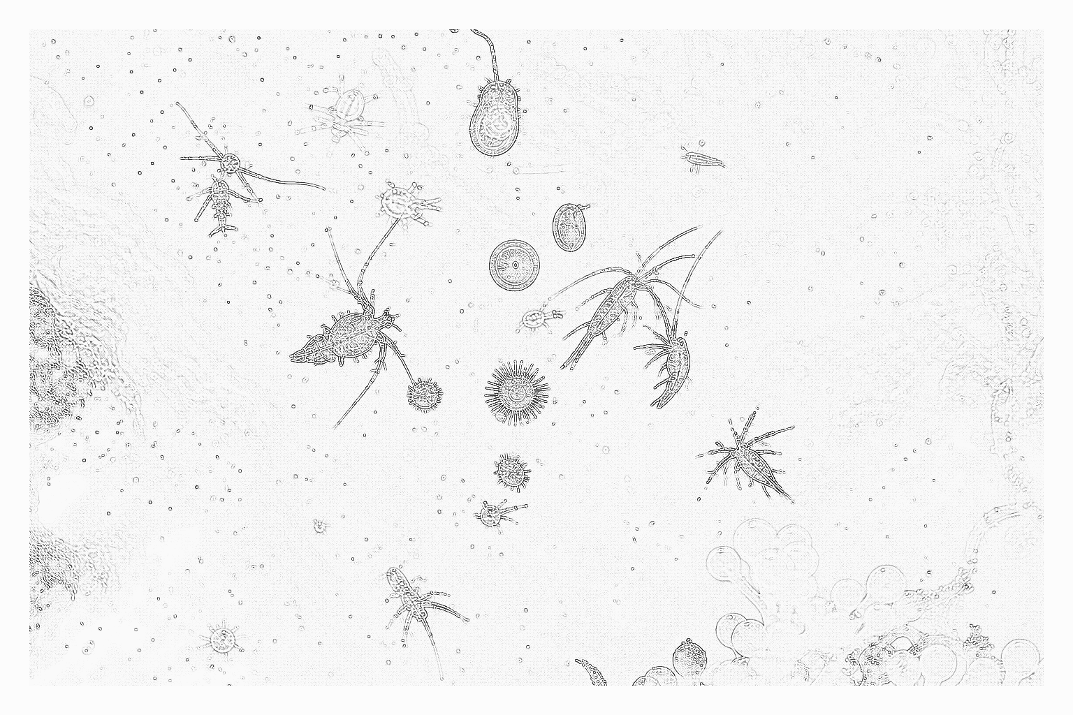 Reference image for Other Pods and Phyto