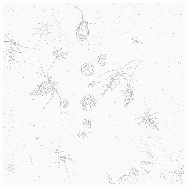 Reference image for Other Pods and Phyto