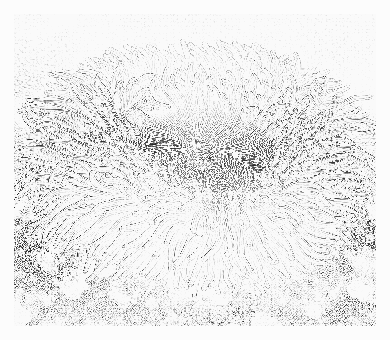 Reference image for Anemones