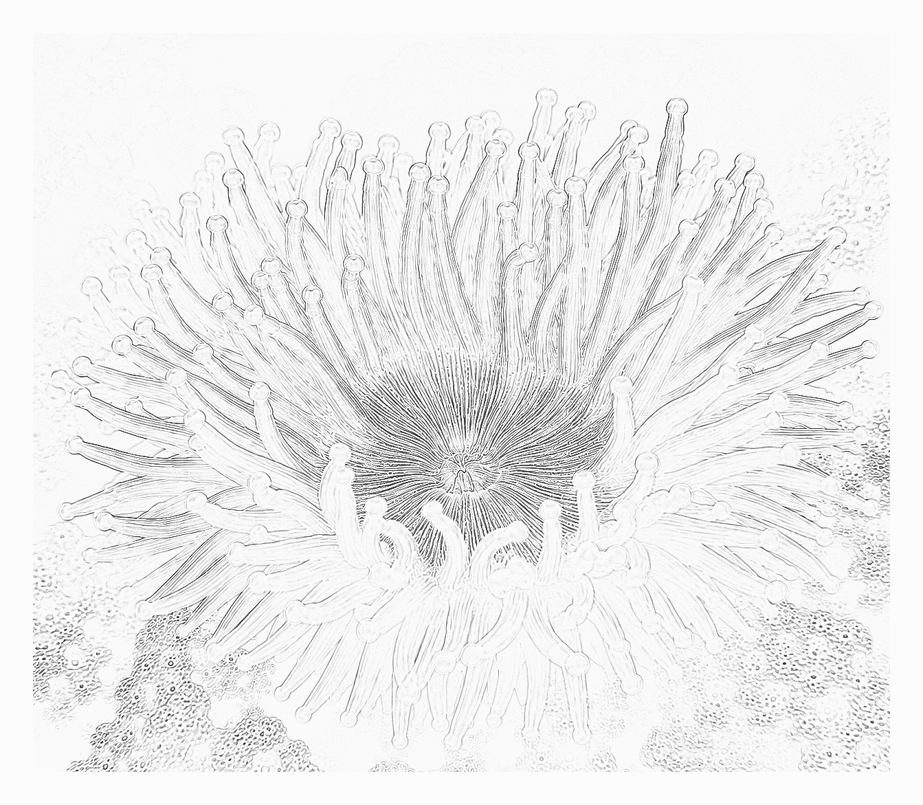 Reference image for Condylactis Anemone