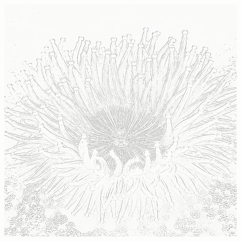 Reference image for Condylactis Anemone