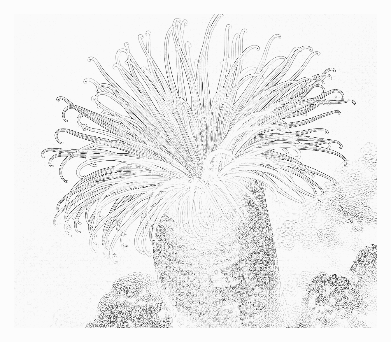 Reference image for Haitian Anemone