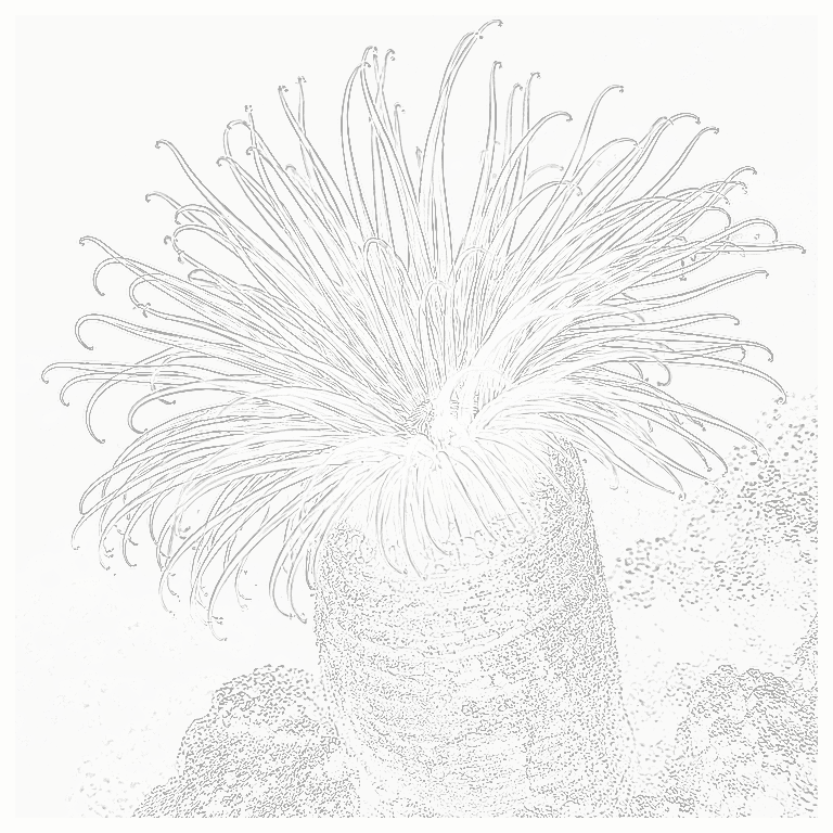 Reference image for Haitian Anemone