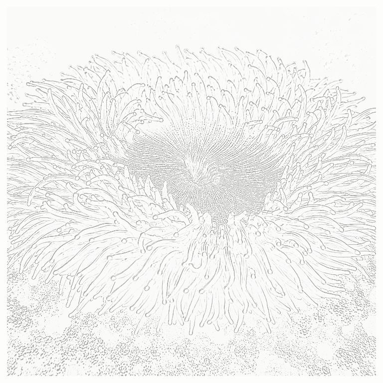 Reference image for Anemones