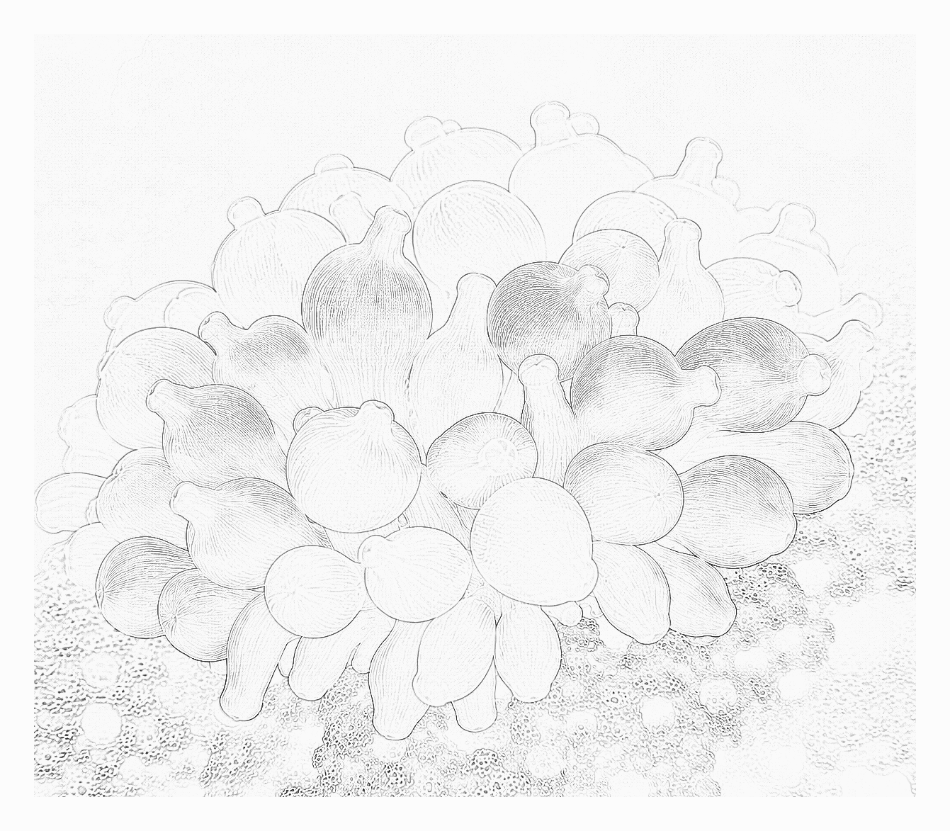 Reference image for Long Tentacle Anemone