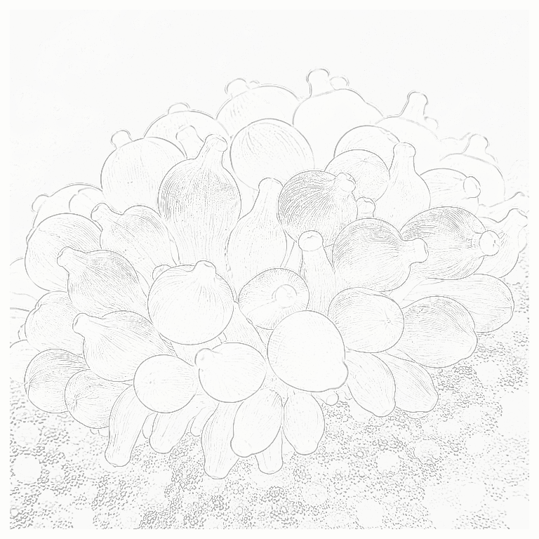 Reference image for Long Tentacle Anemone