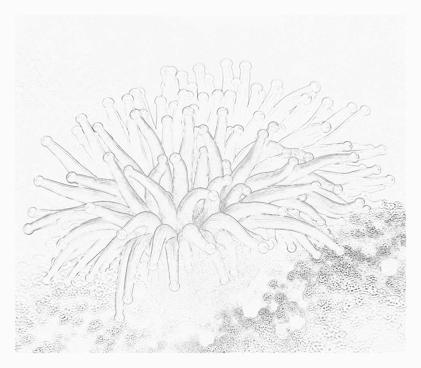 Reference image for Sebae Anemone