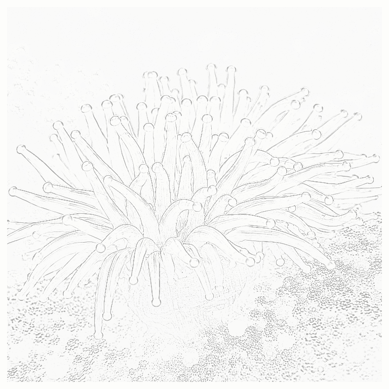 Reference image for Sebae Anemone