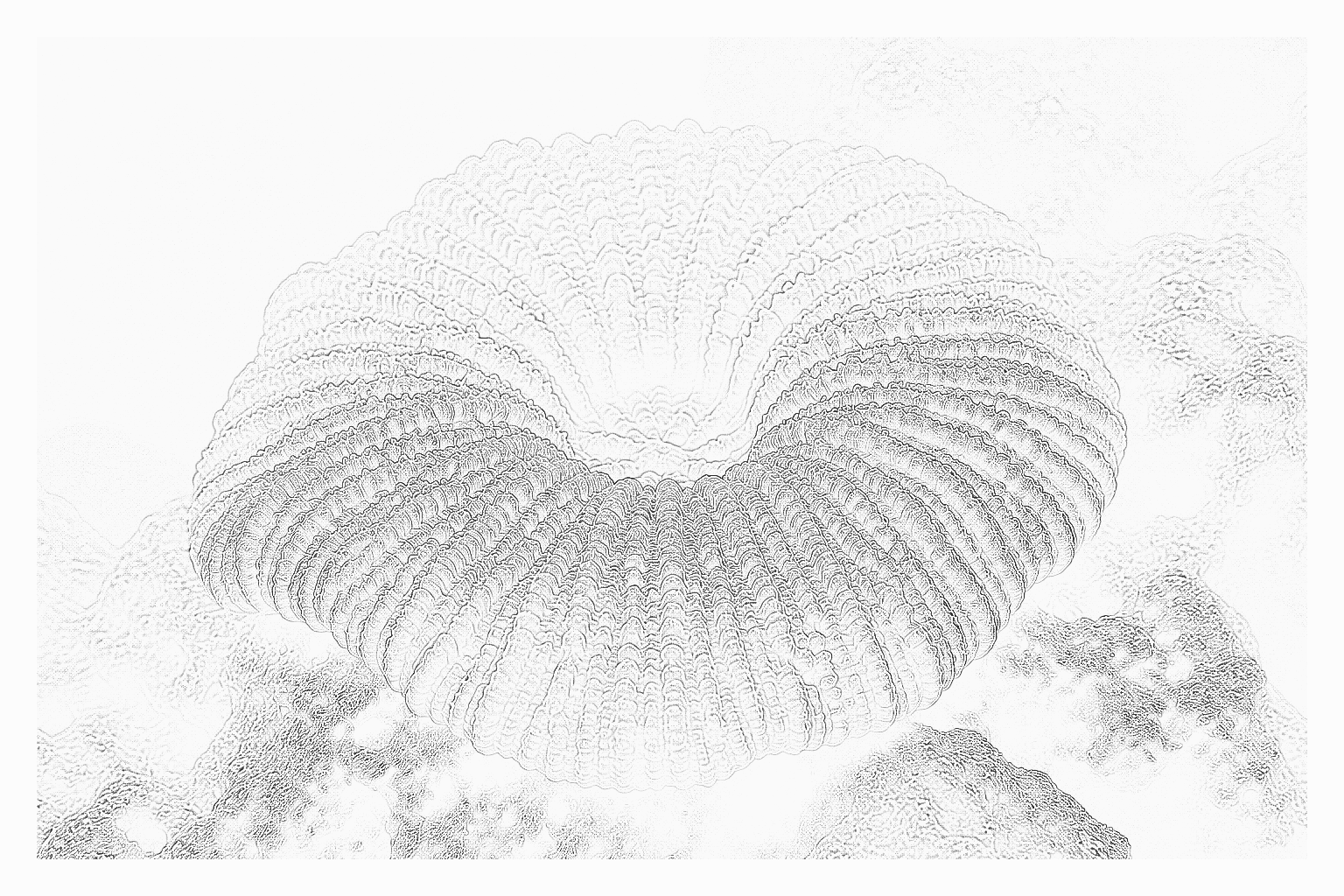 Reference image for Acanthophyllia