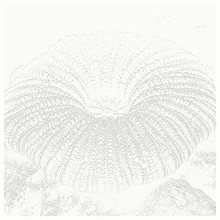 Reference image for Acanthophyllia