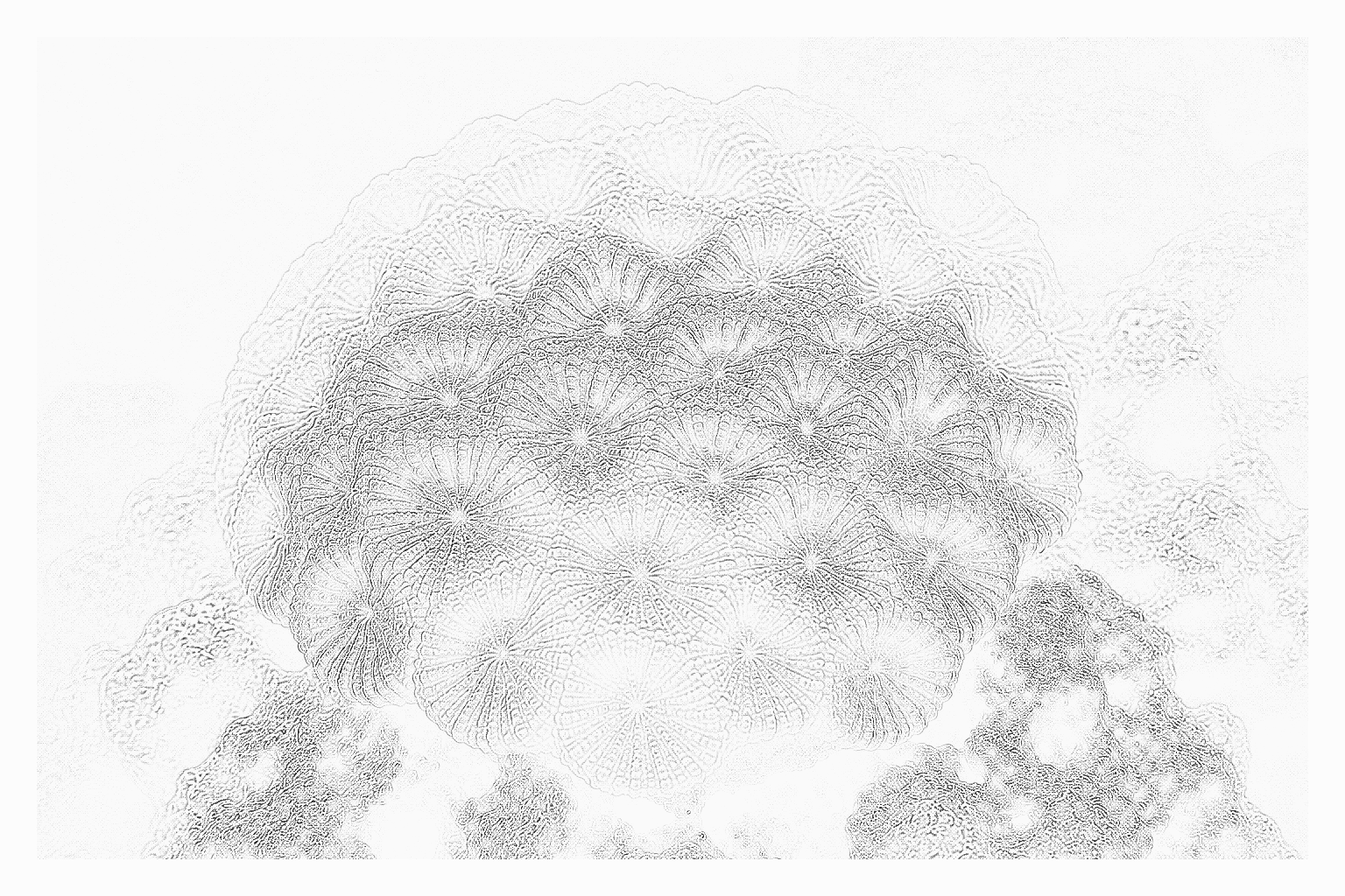 Reference image for Favia Favites
