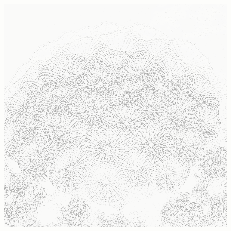 Reference image for Favia Favites