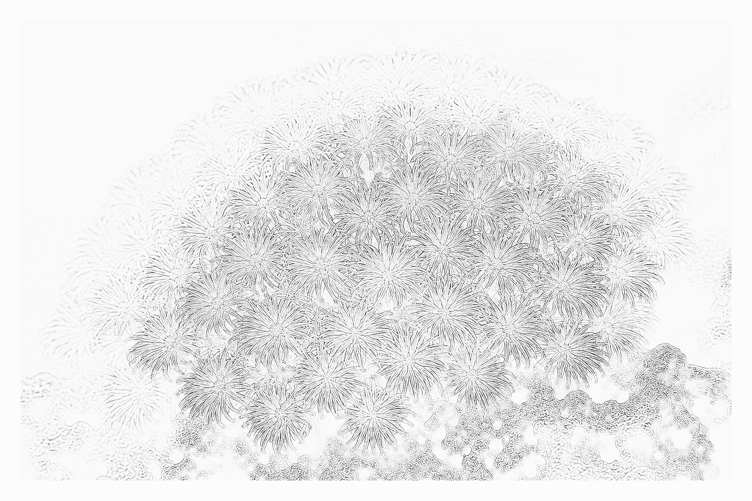 Reference image for Goniopora