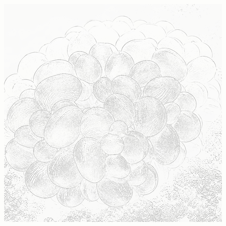 Reference image for LPS