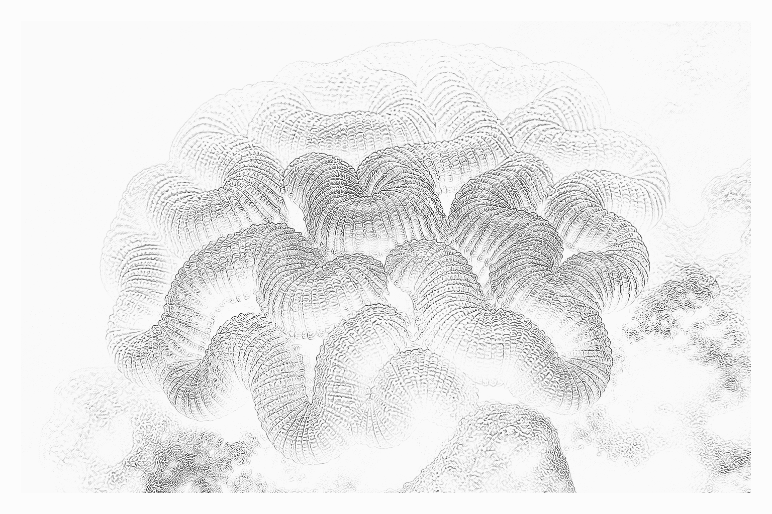 Reference image for Lobophyllia