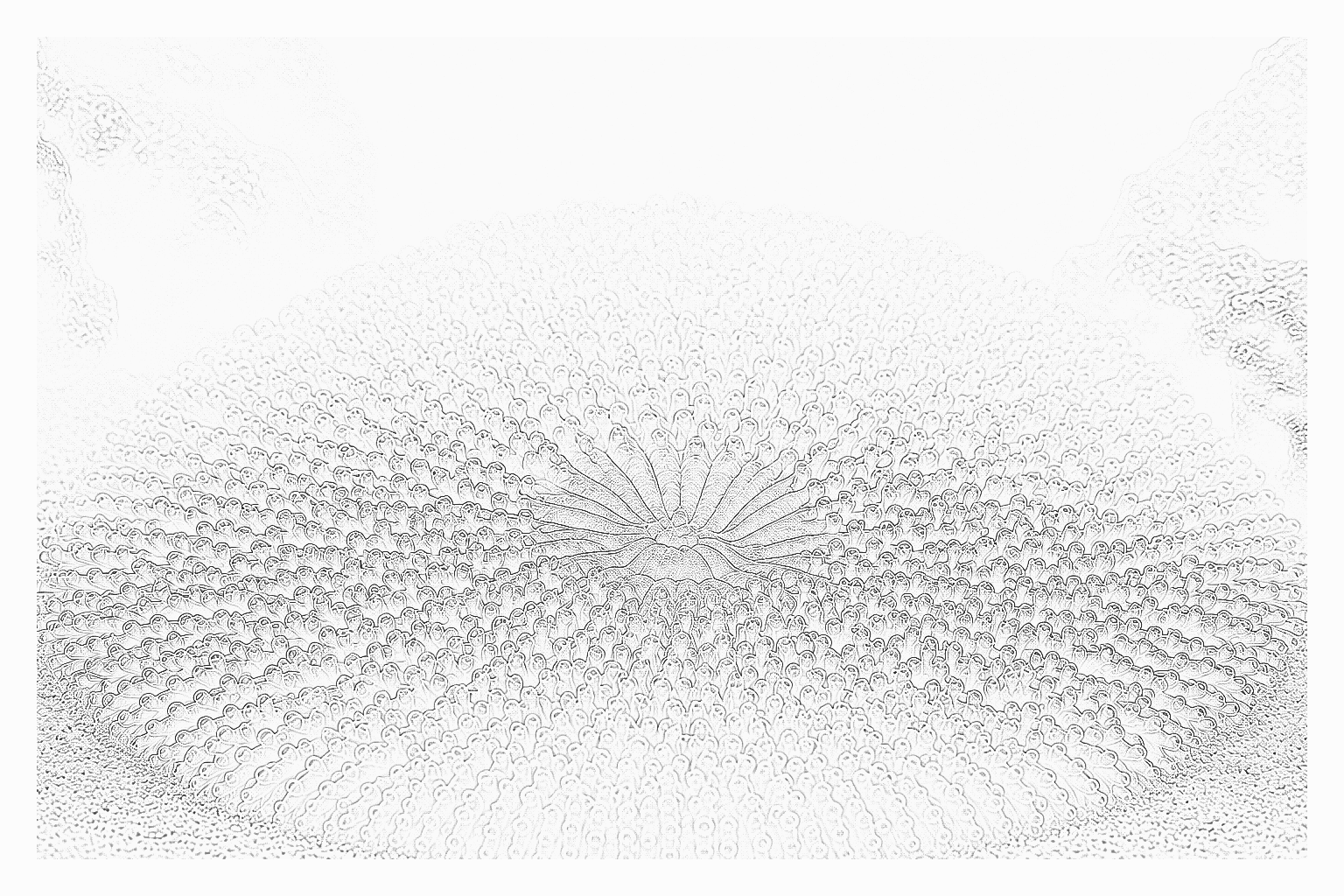 Reference image for Plate Coral
