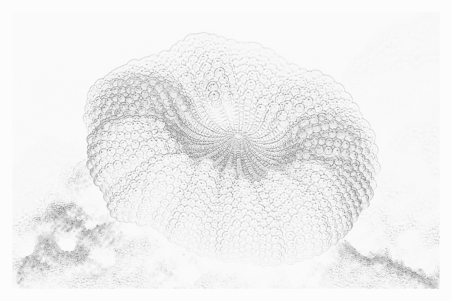 Reference image for Ricordea