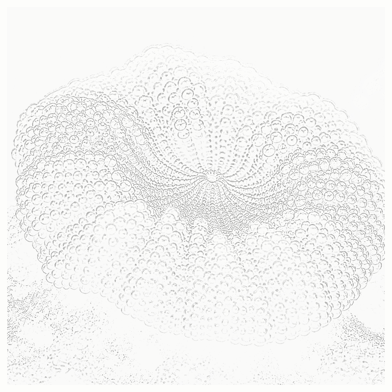 Reference image for Ricordea