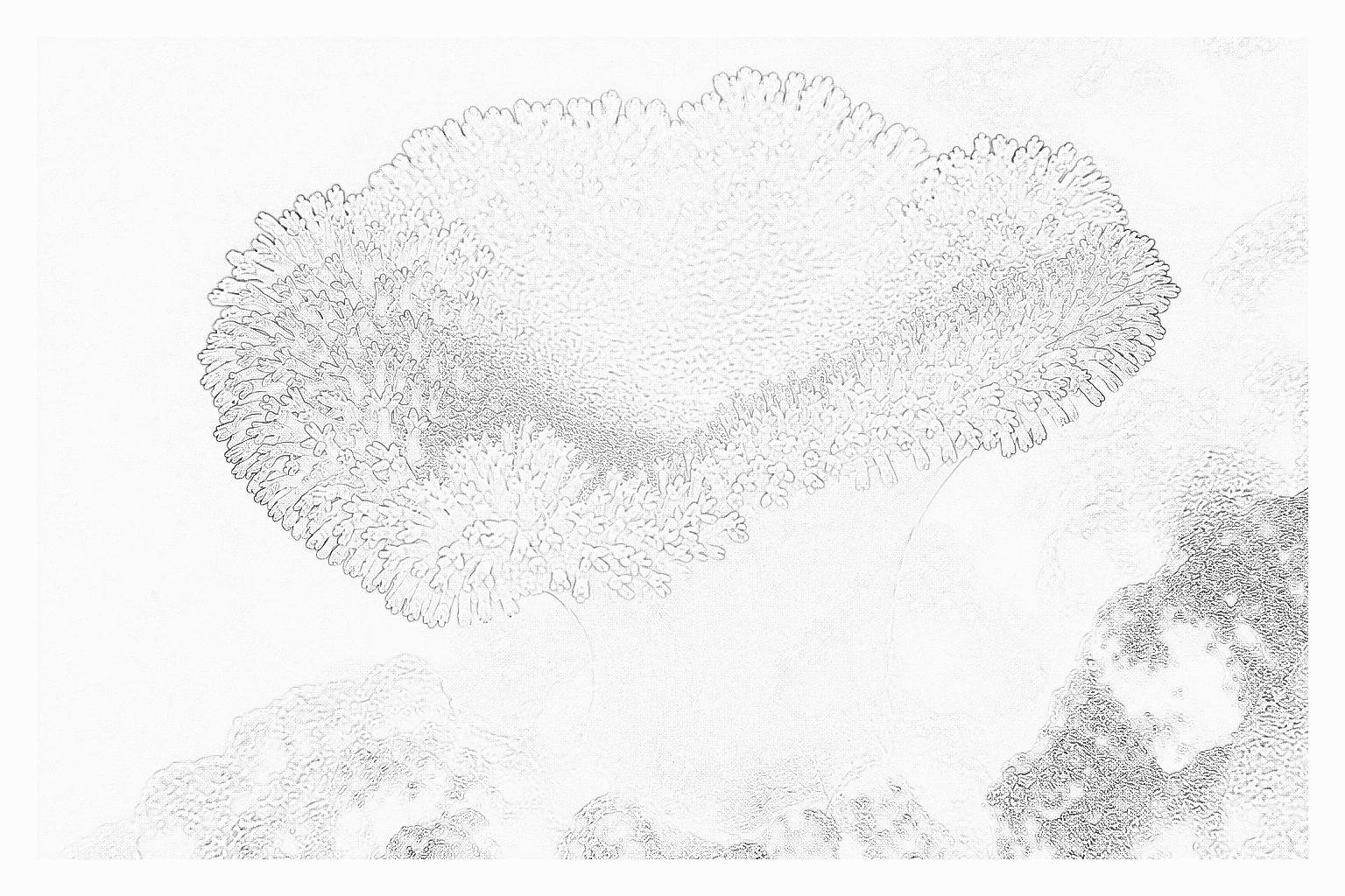 Reference image for Leather Corals