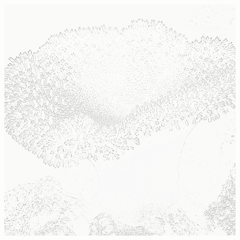 Reference image for Leather Corals