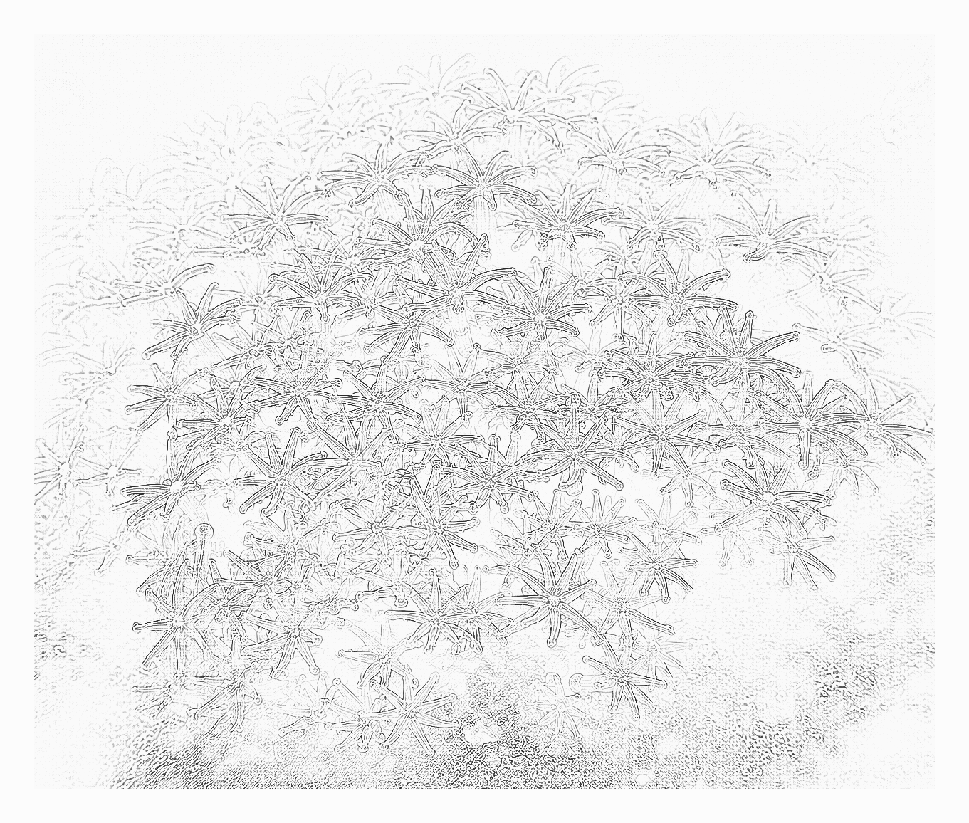 Reference image for Palythoa