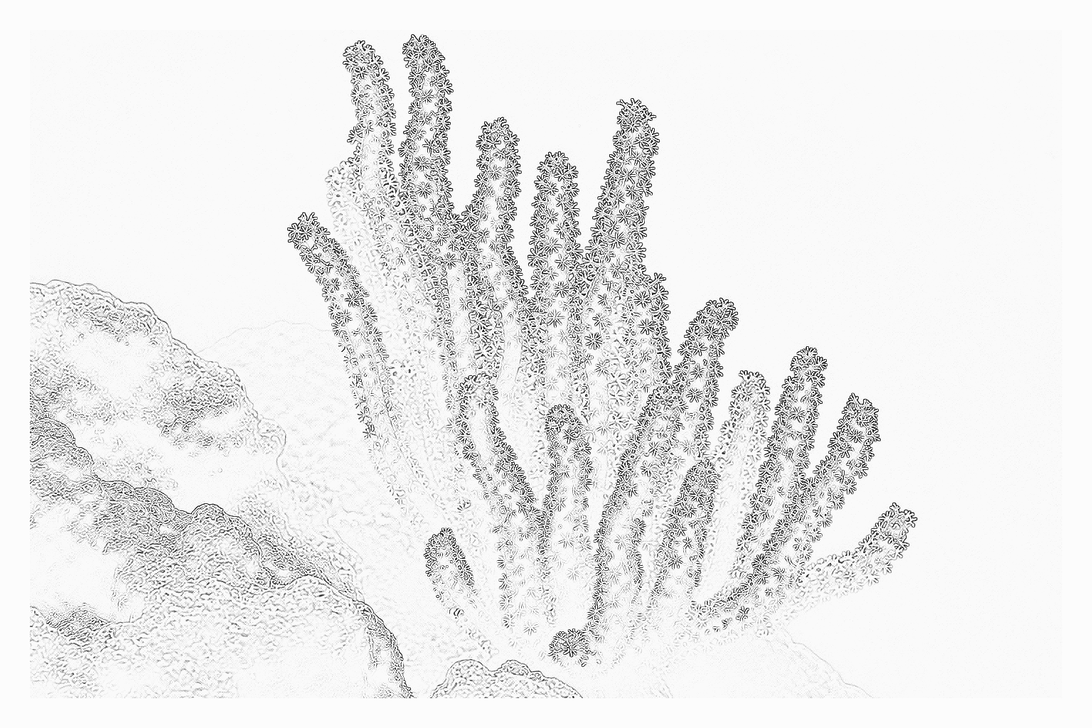 Reference image for Sea Whips