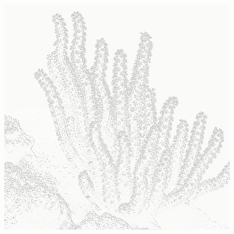 Reference image for Sea Whips