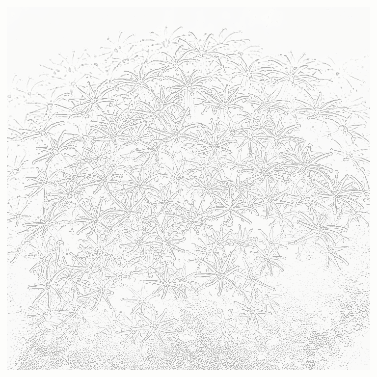 Reference image for Soft Coral Polyps