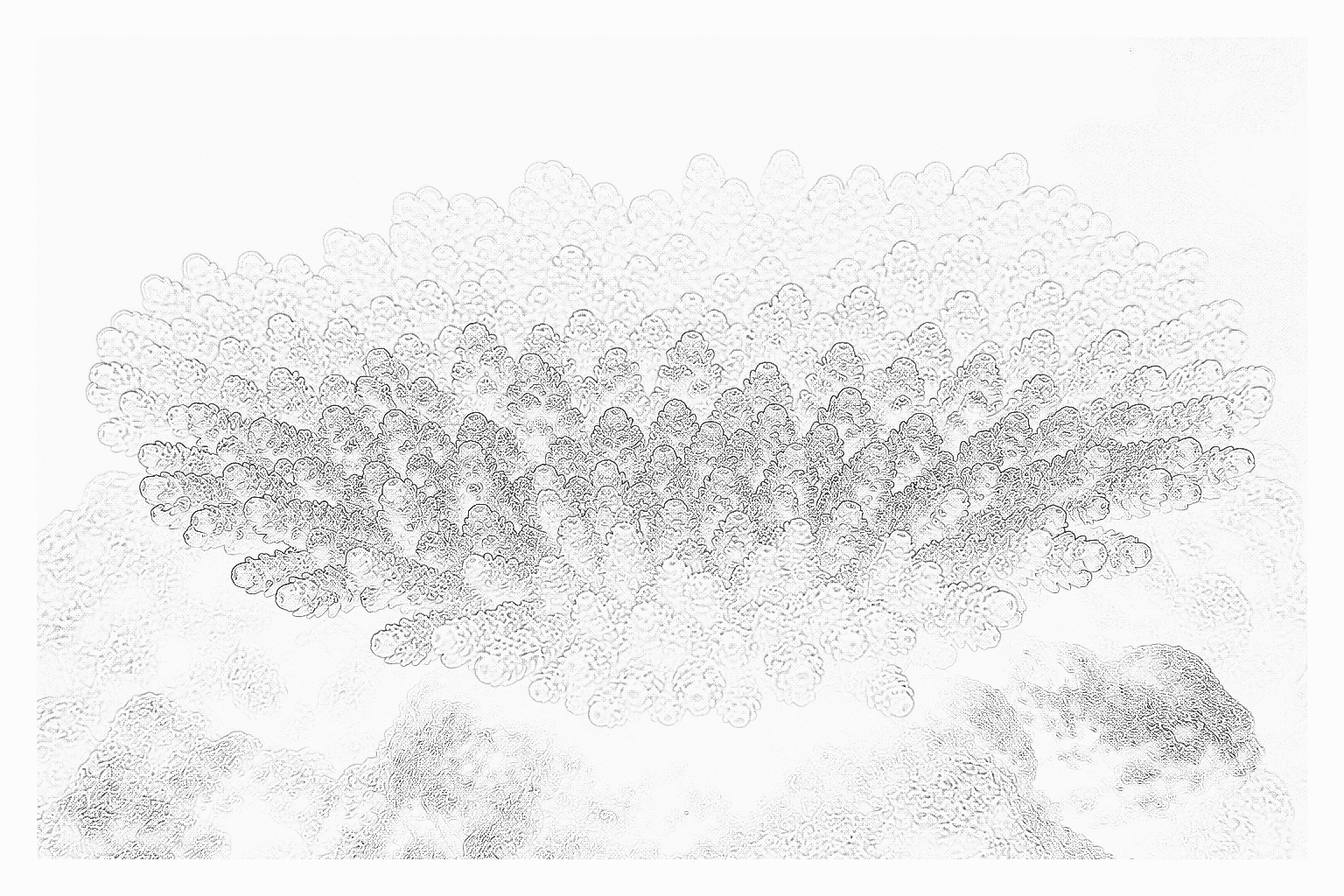 Reference image for Acropora Table