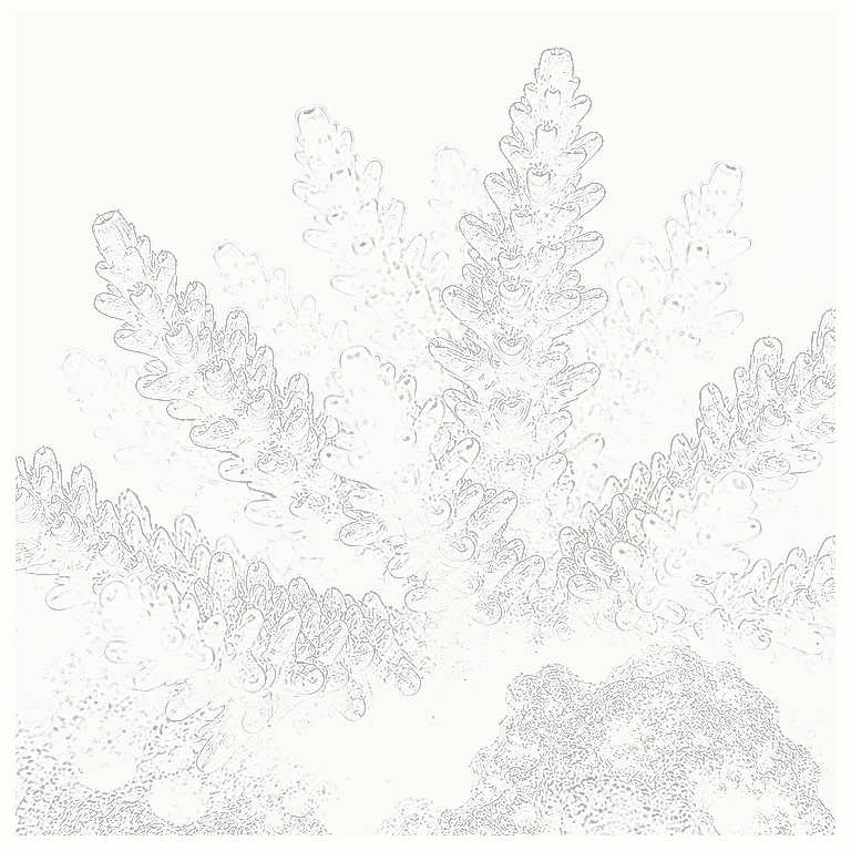 Reference image for Acropora