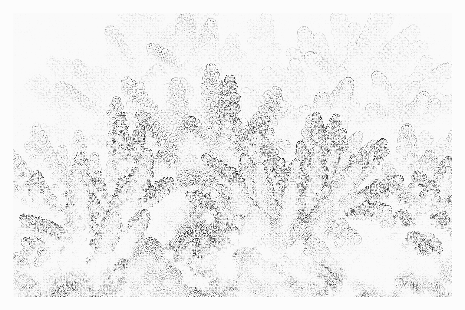 Reference image for Branching SPS