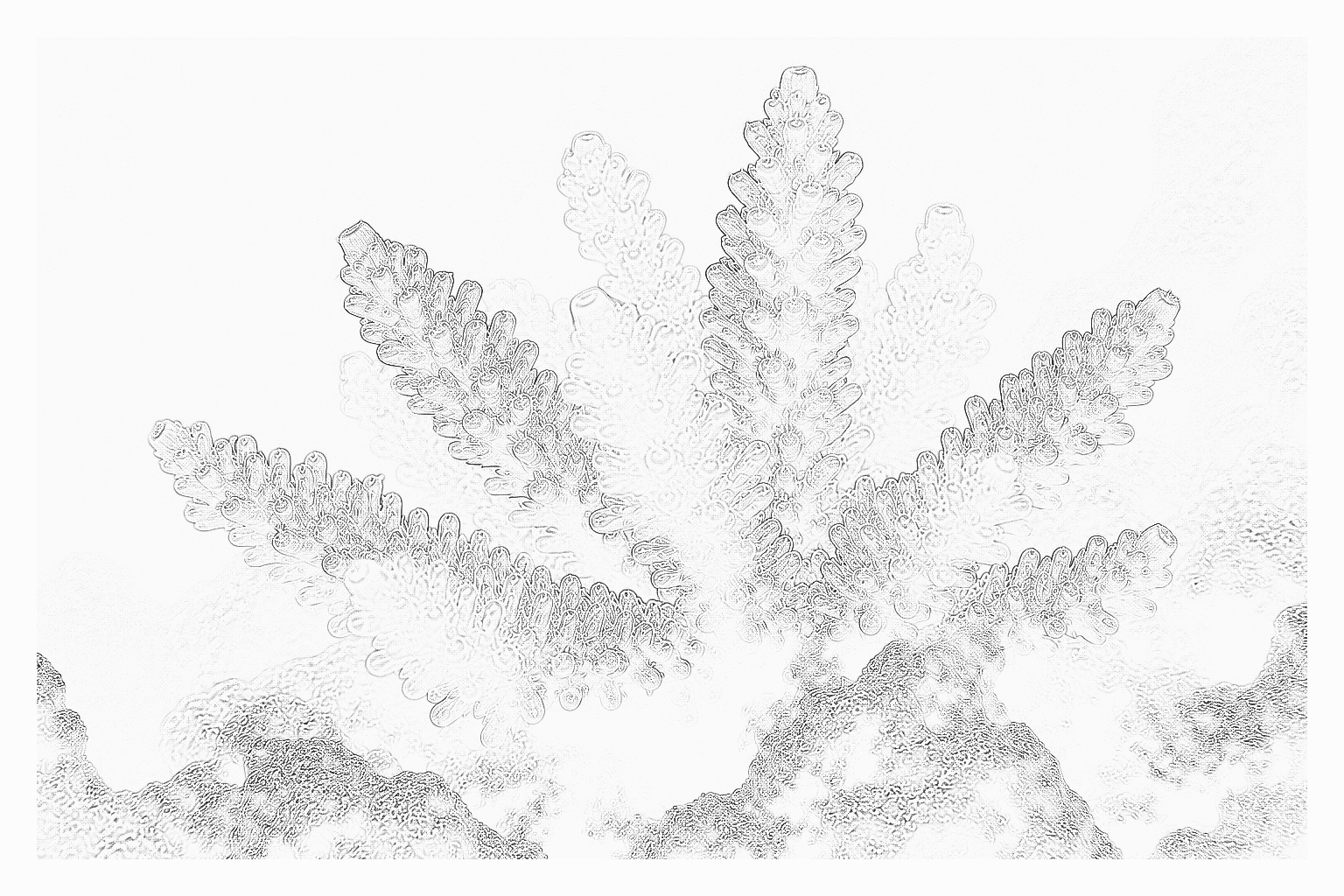 Reference image for ORA Aquacultured SPS