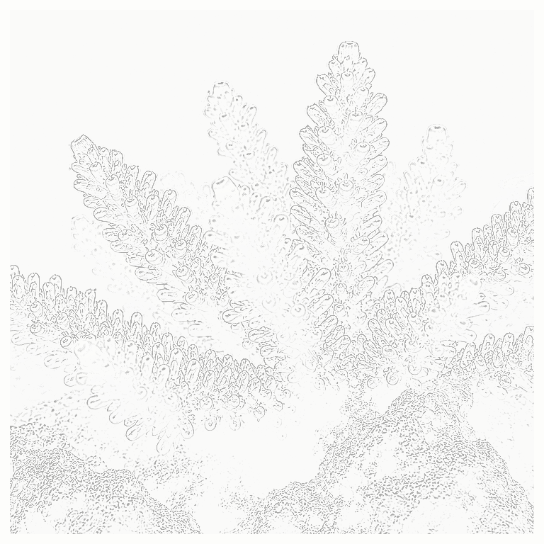 Reference image for ORA Aquacultured SPS