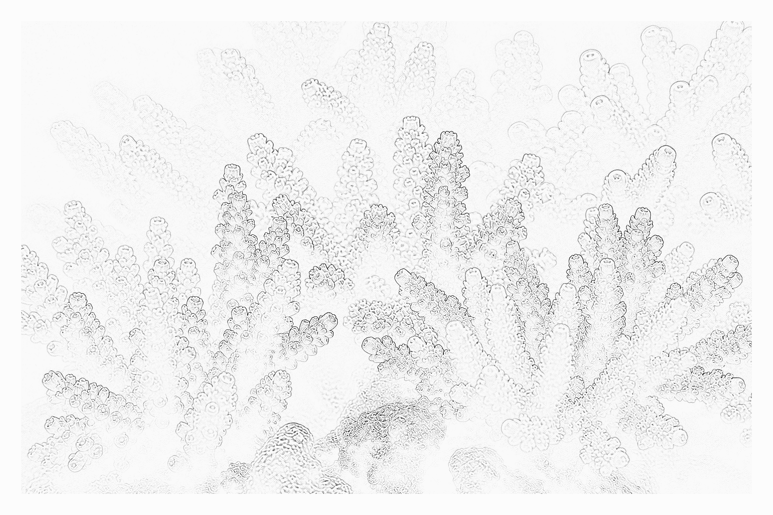 Reference image for Stylophora