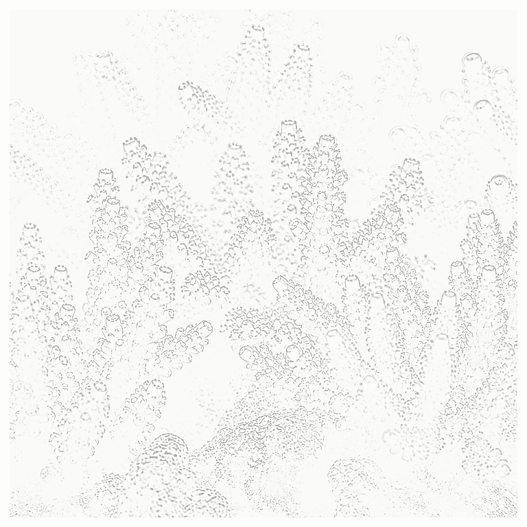 Reference image for Stylophora