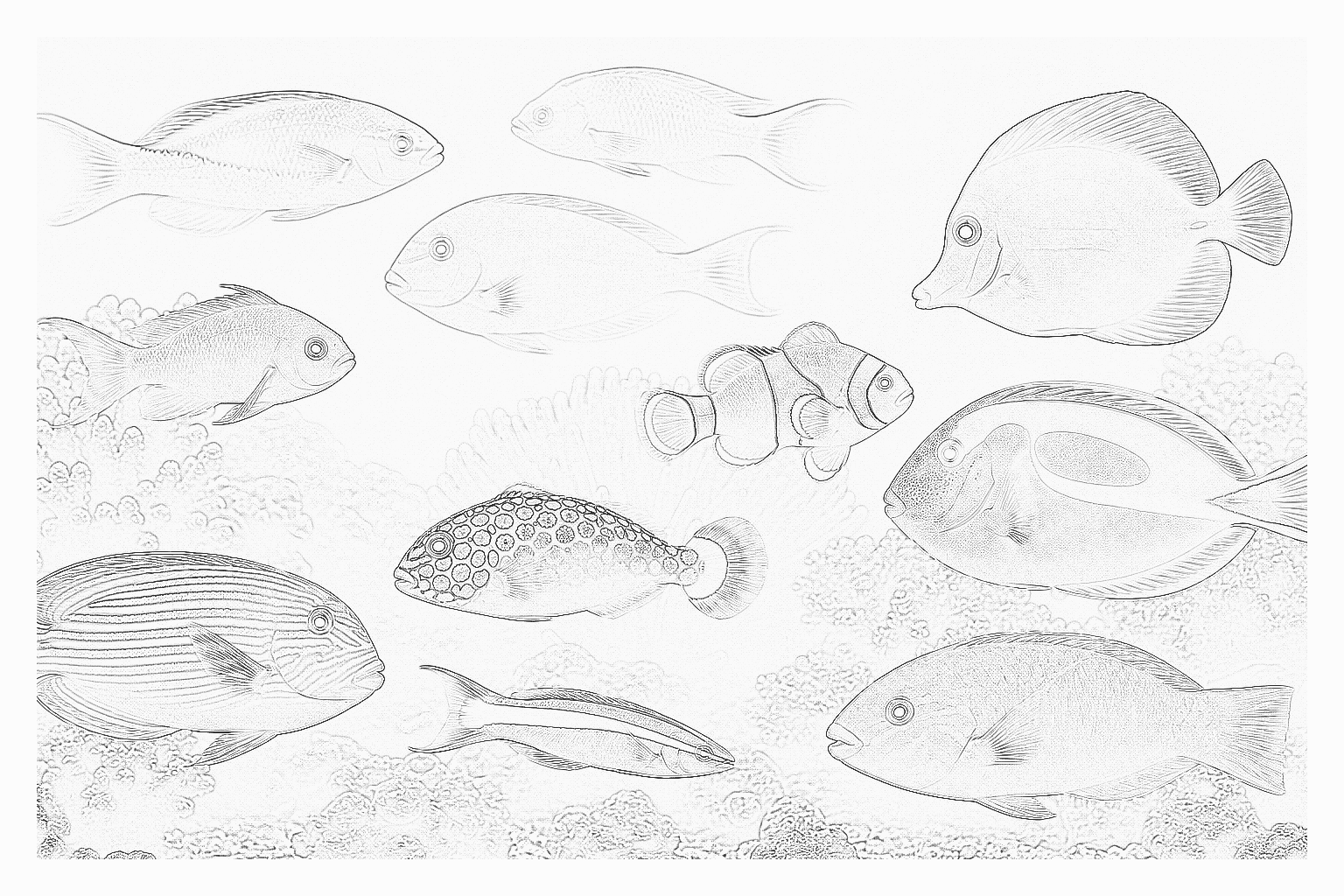 Reference image for Fish