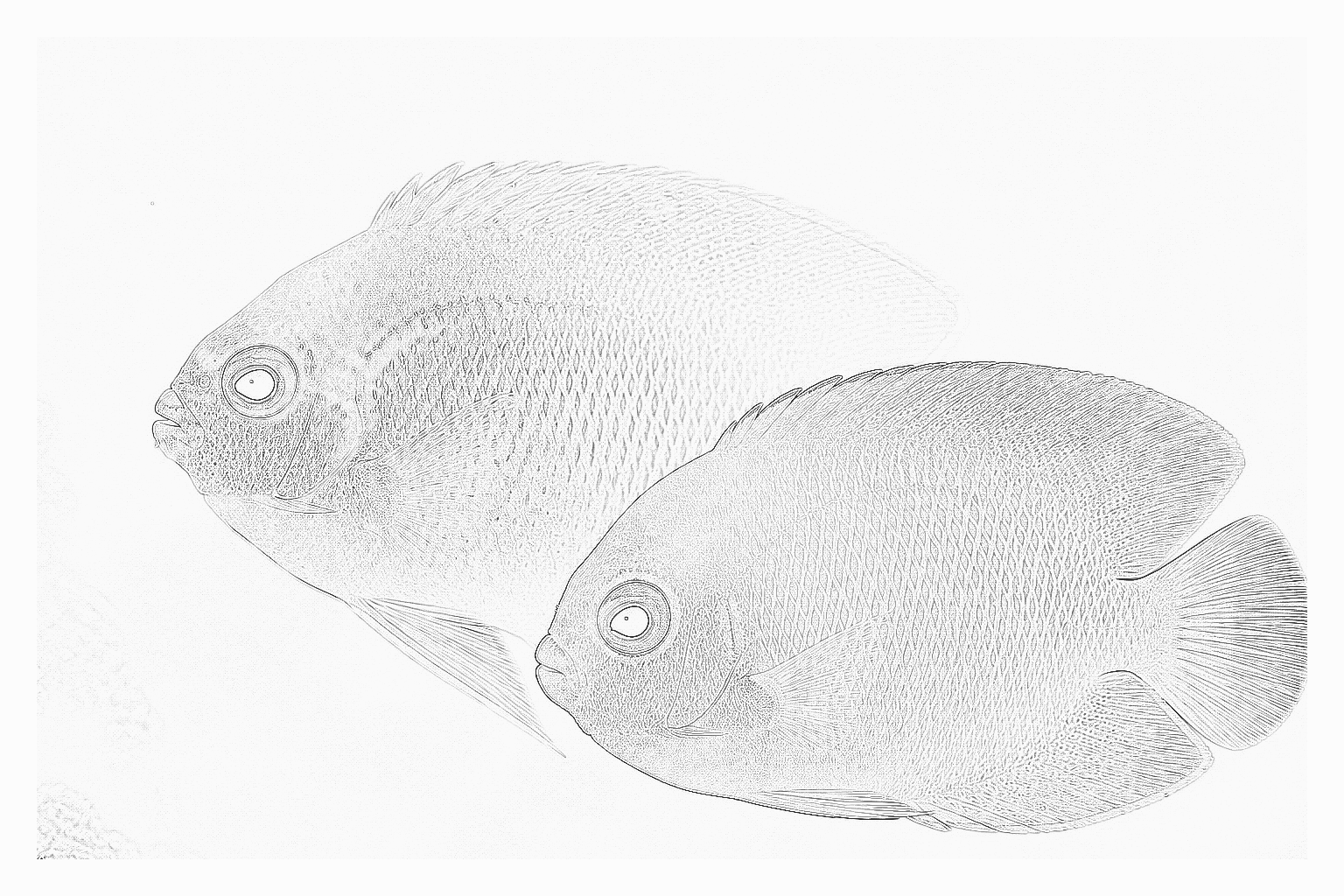 Reference image for Angelfish